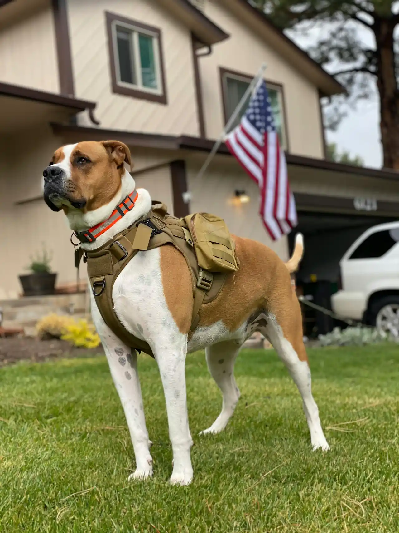 Brown and white short coated military dog on green grass
                        